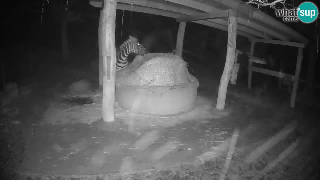 Live Webcam Zebras in Ljubljana ZOO – Slowenien