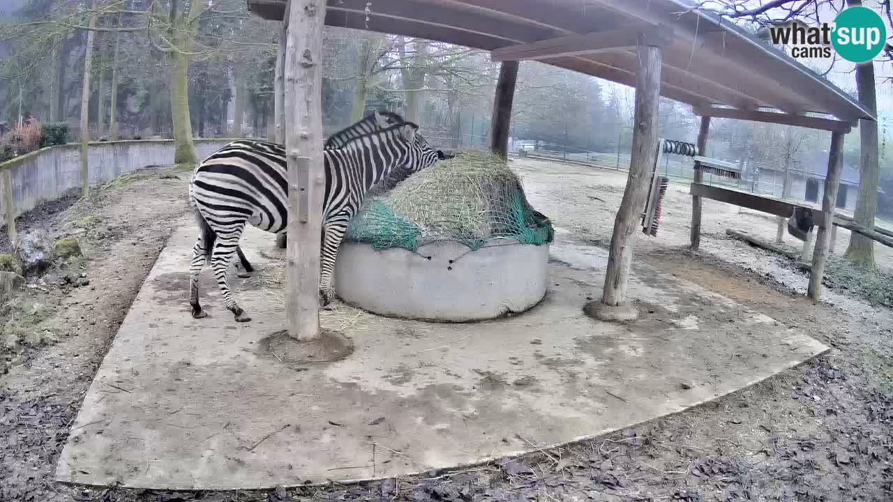 Zebre v živo v živalskem vrtu Ljubljana ZOO spletne kamere
