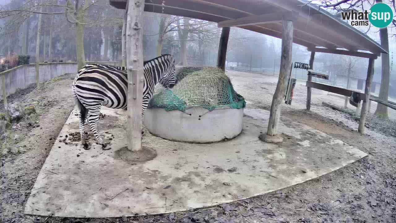 Live webcam Les zèbres in Ljubljana ZOO – Slovénie