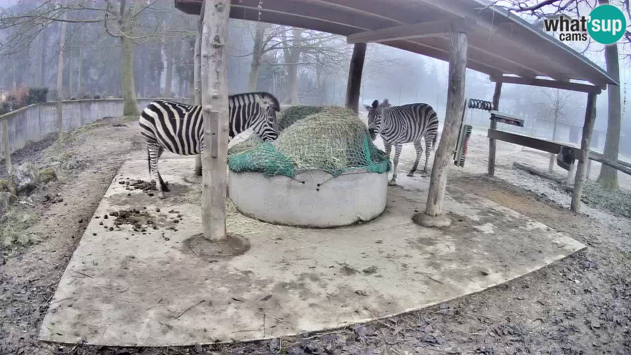 Le Zebre nello ZOO di Ljubljana – Slovenia Live webcam