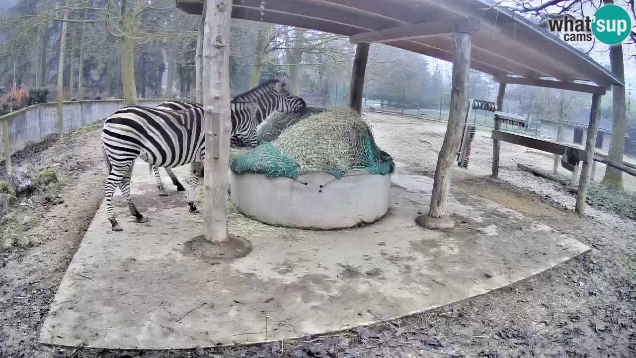 Live Webcam Zebras in Ljubljana ZOO – Slowenien