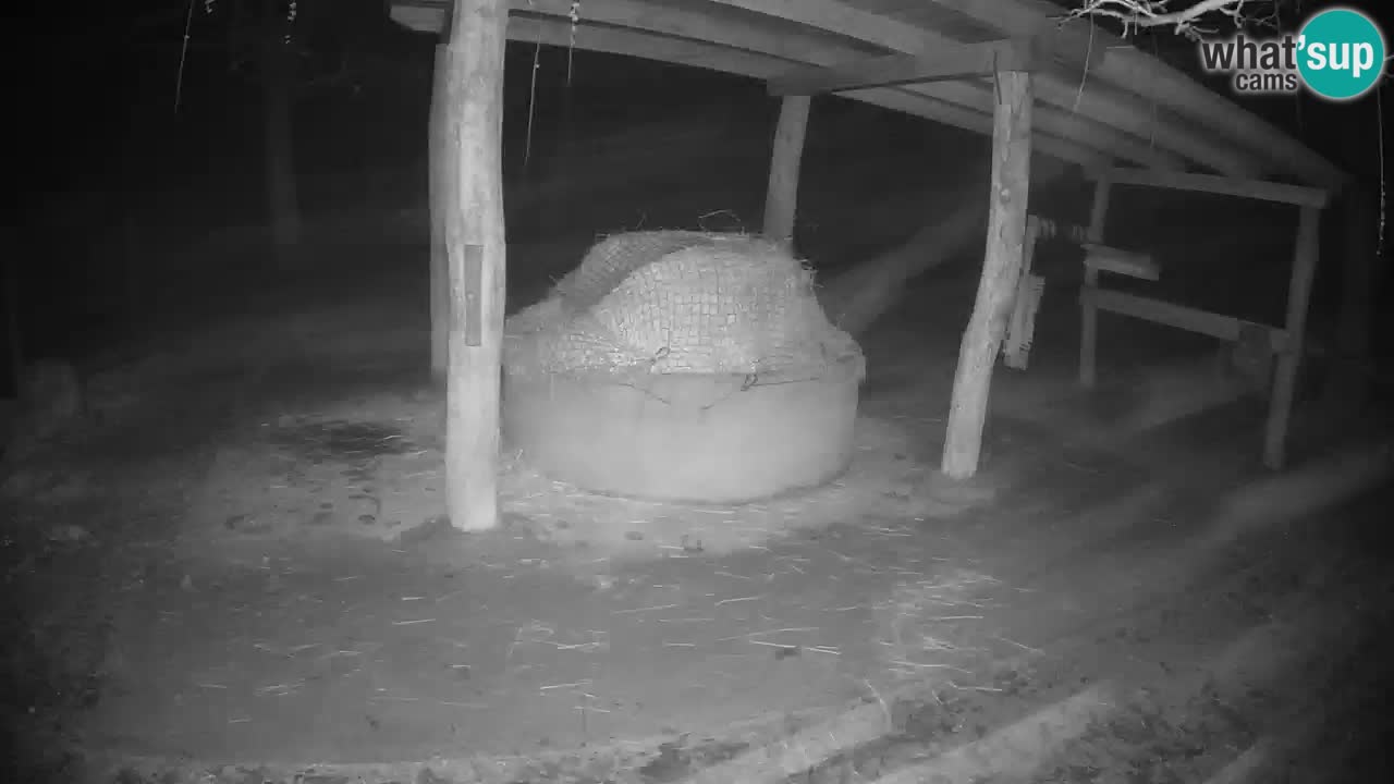 Live webcam Les zèbres in Ljubljana ZOO – Slovénie