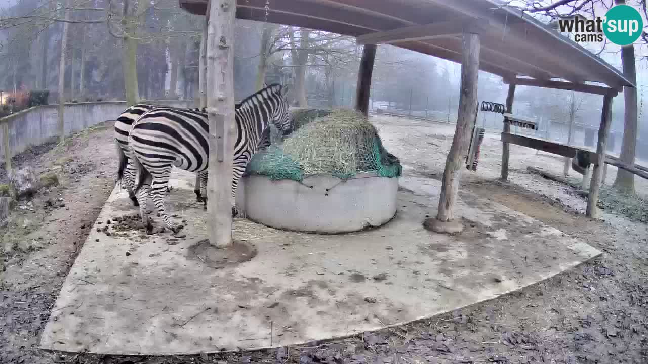 Le Zebre nello ZOO di Ljubljana – Slovenia Live webcam
