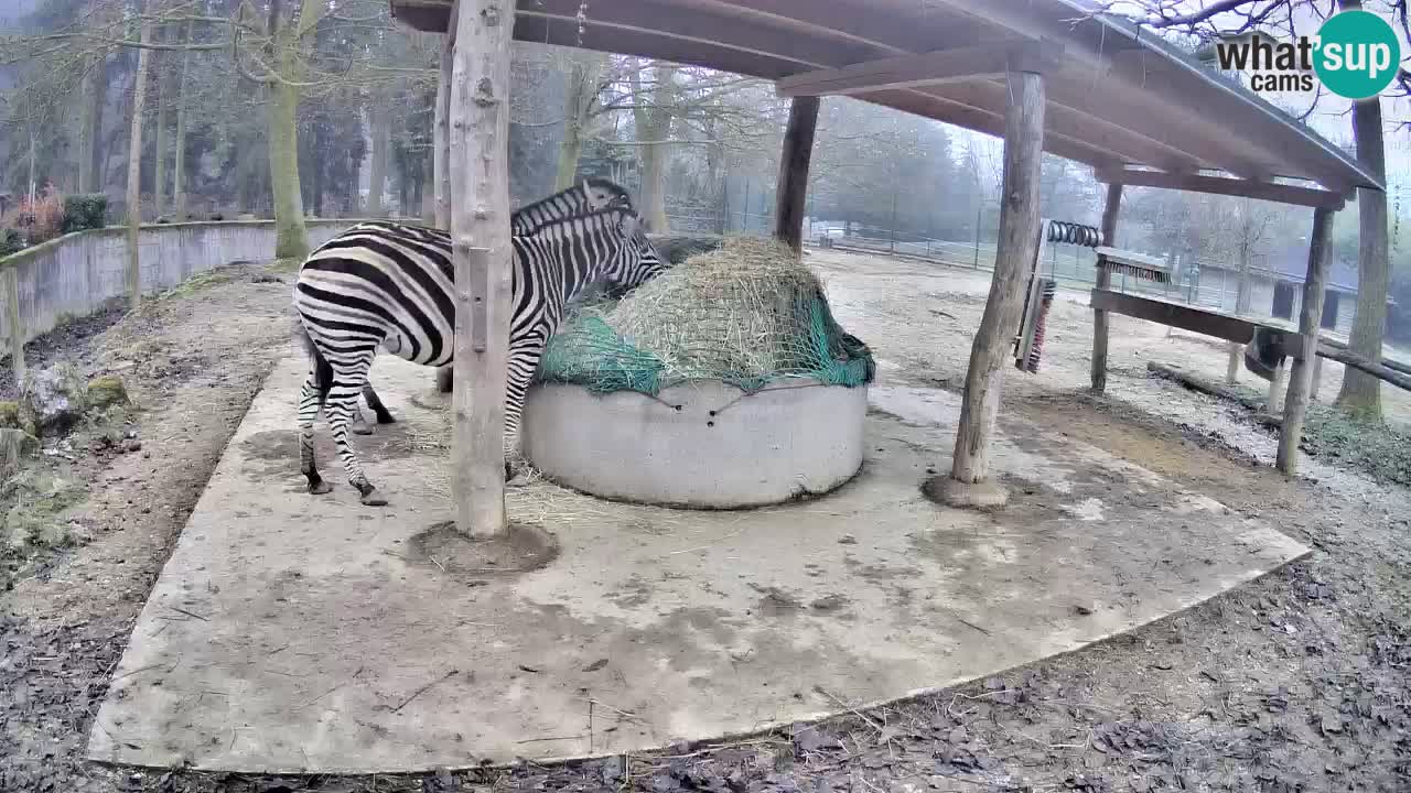 Live Webcam Zebras in Ljubljana ZOO – Slowenien
