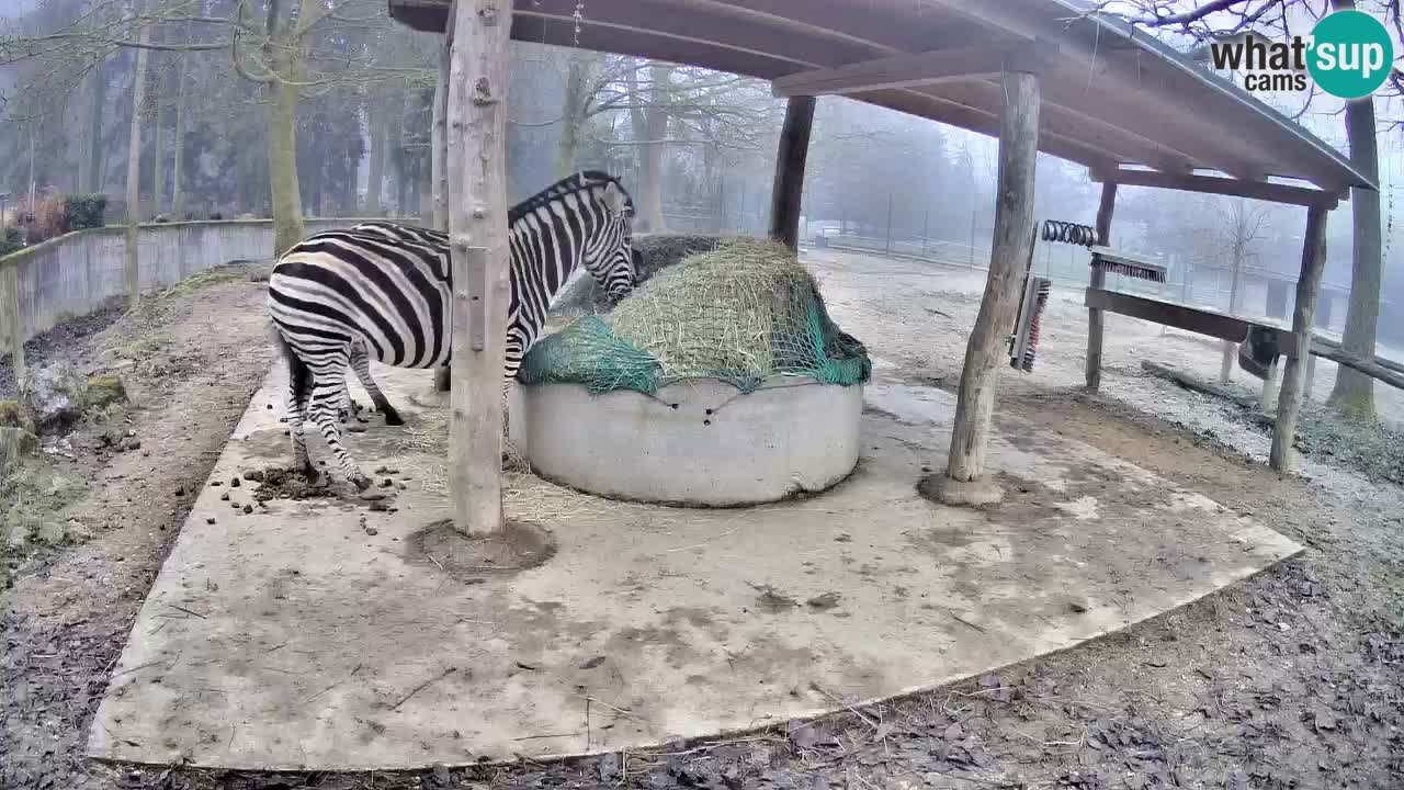 Le Zebre nello ZOO di Ljubljana – Slovenia Live webcam