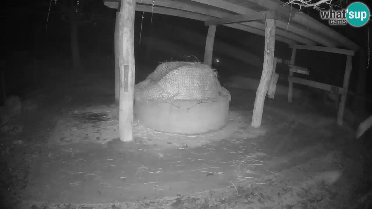 Live webcam Zebras in Ljubljana ZOO – Slovenia