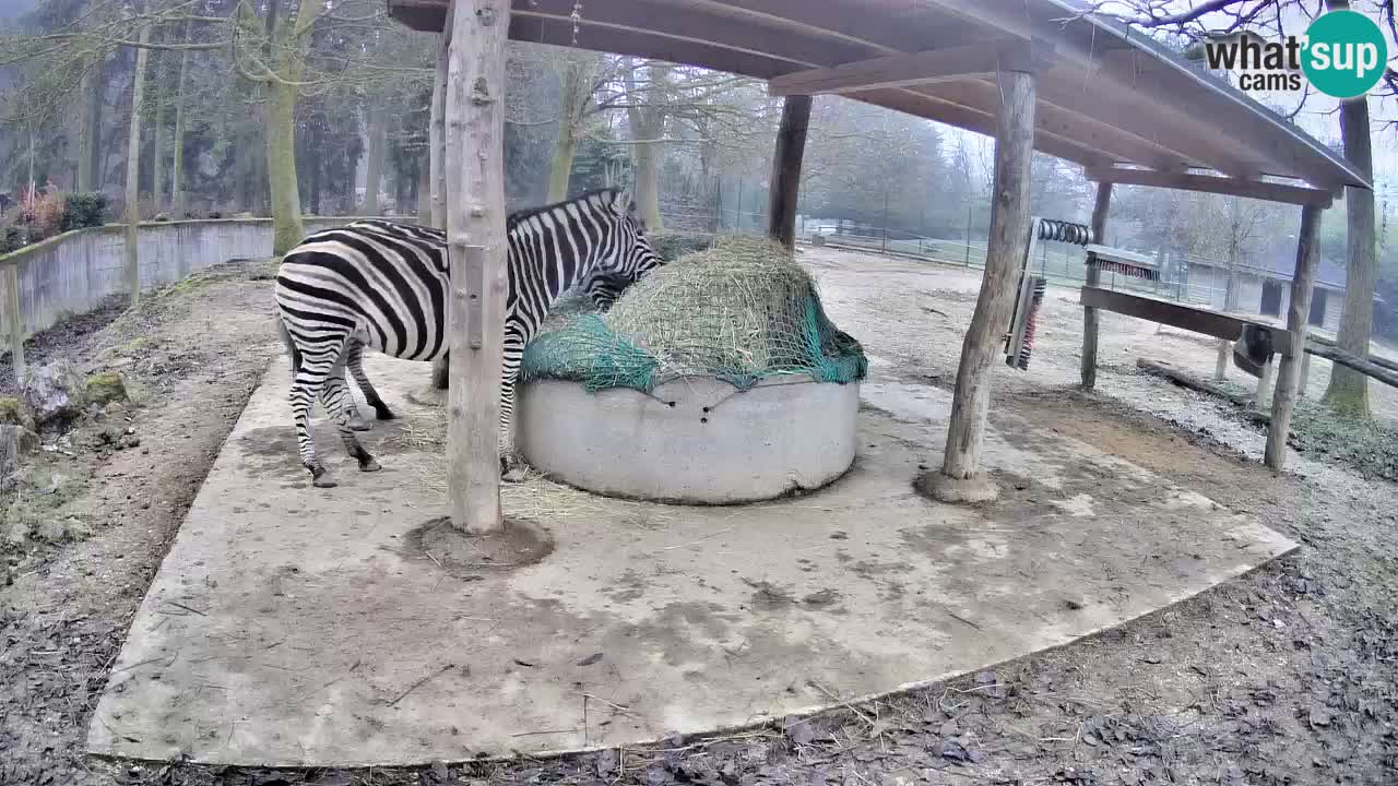 Le Zebre nello ZOO di Ljubljana – Slovenia Live webcam
