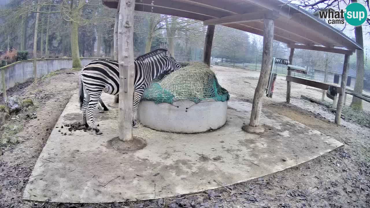 Live webcam Les zèbres in Ljubljana ZOO – Slovénie