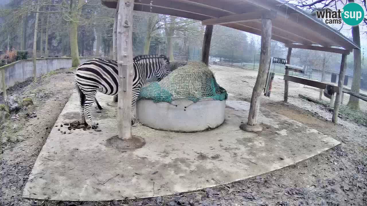 Live webcam Les zèbres in Ljubljana ZOO – Slovénie