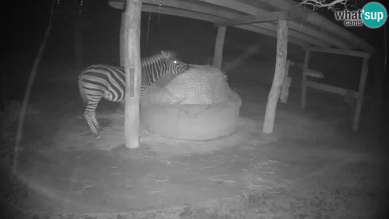 Le Zebre nello ZOO di Ljubljana – Slovenia Live webcam