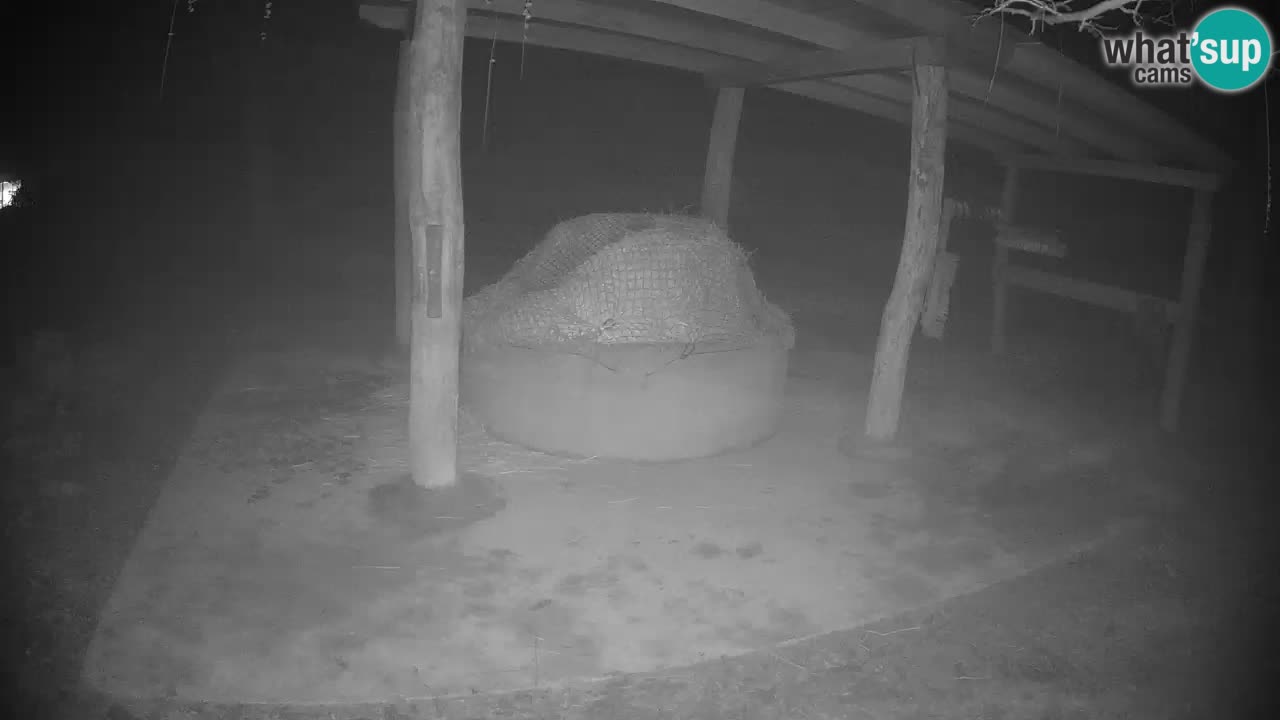 Camera en vivo Cebras in Ljubljana ZOO – Eslovenia