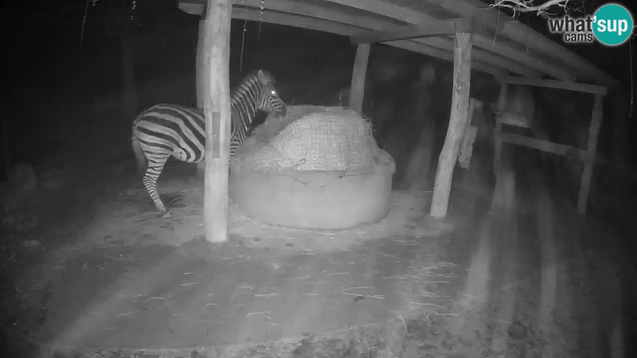 Le Zebre nello ZOO di Ljubljana – Slovenia Live webcam