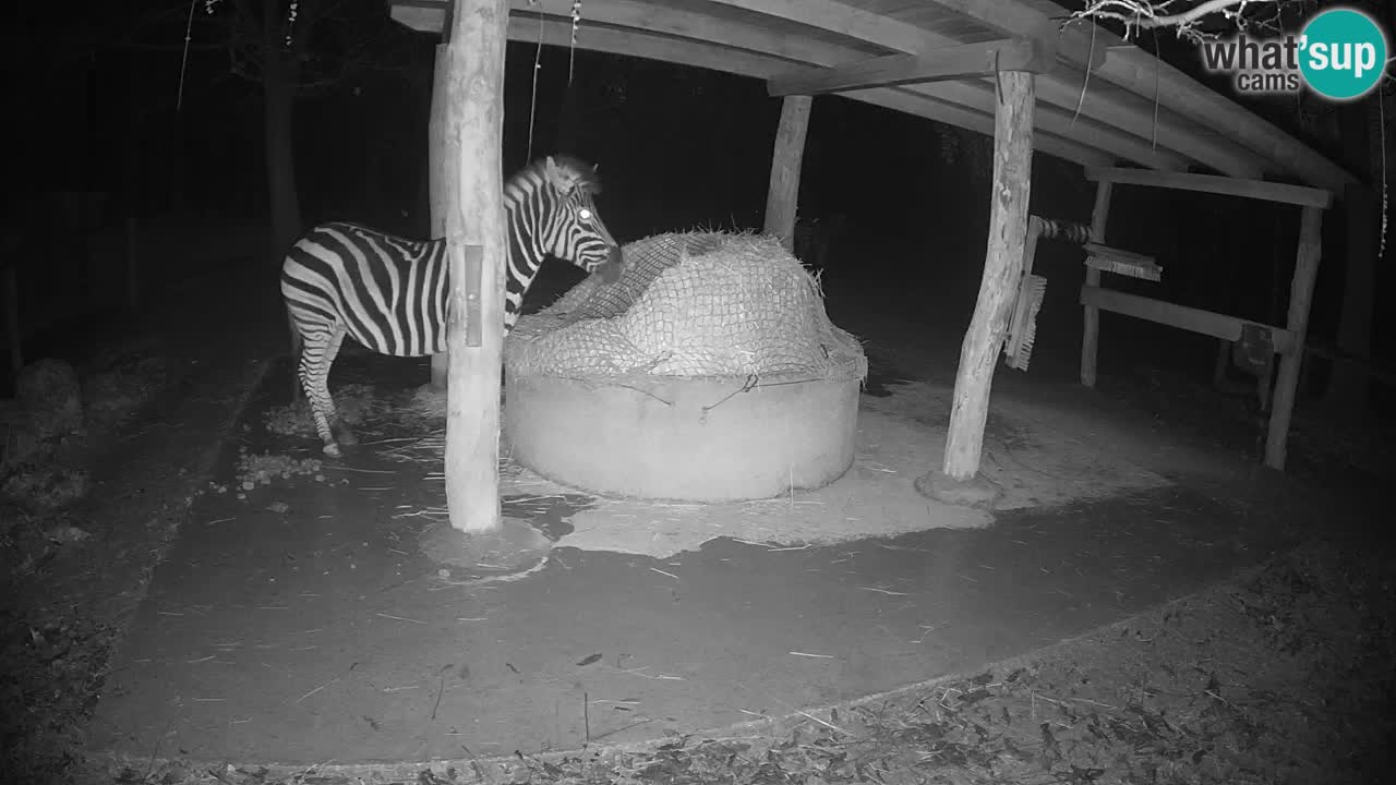 Zebre v živo v živalskem vrtu Ljubljana ZOO spletne kamere