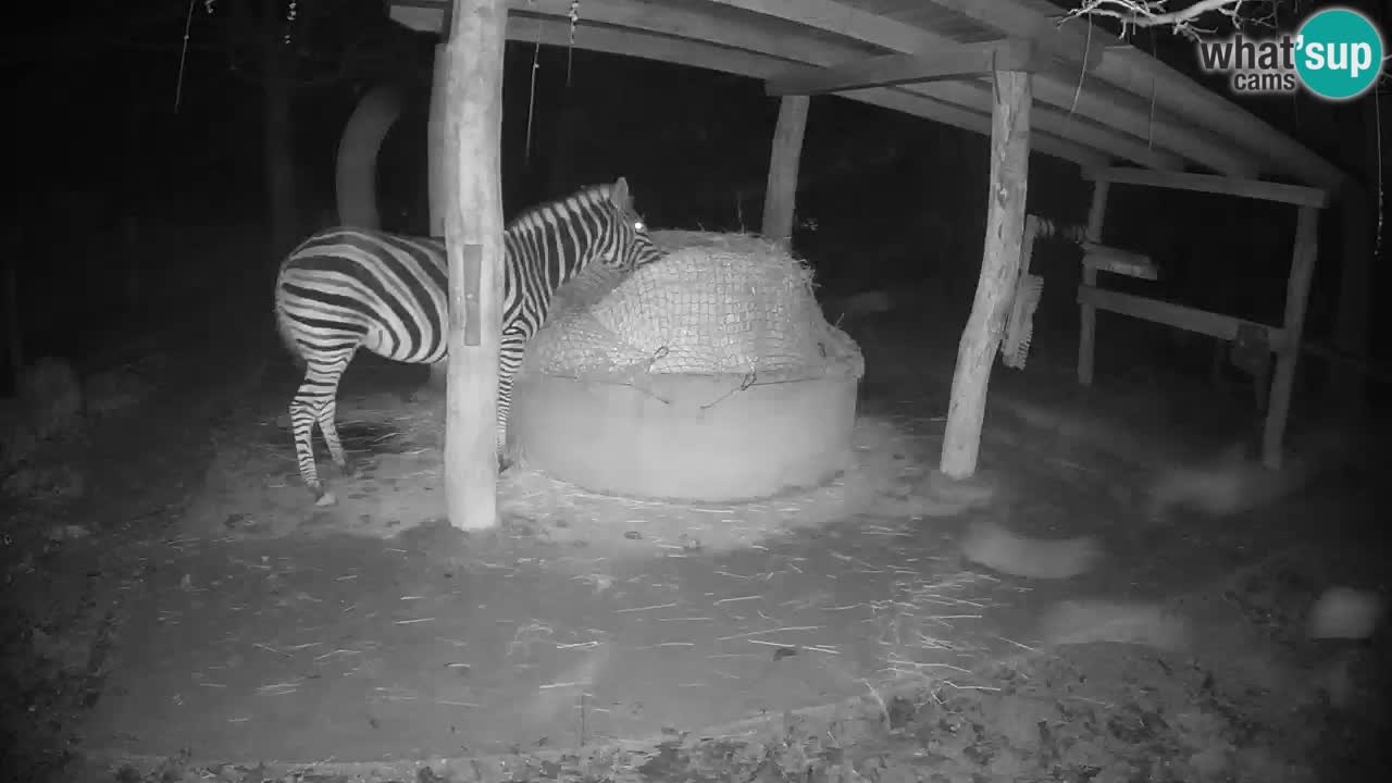 Live webcam Les zèbres in Ljubljana ZOO – Slovénie