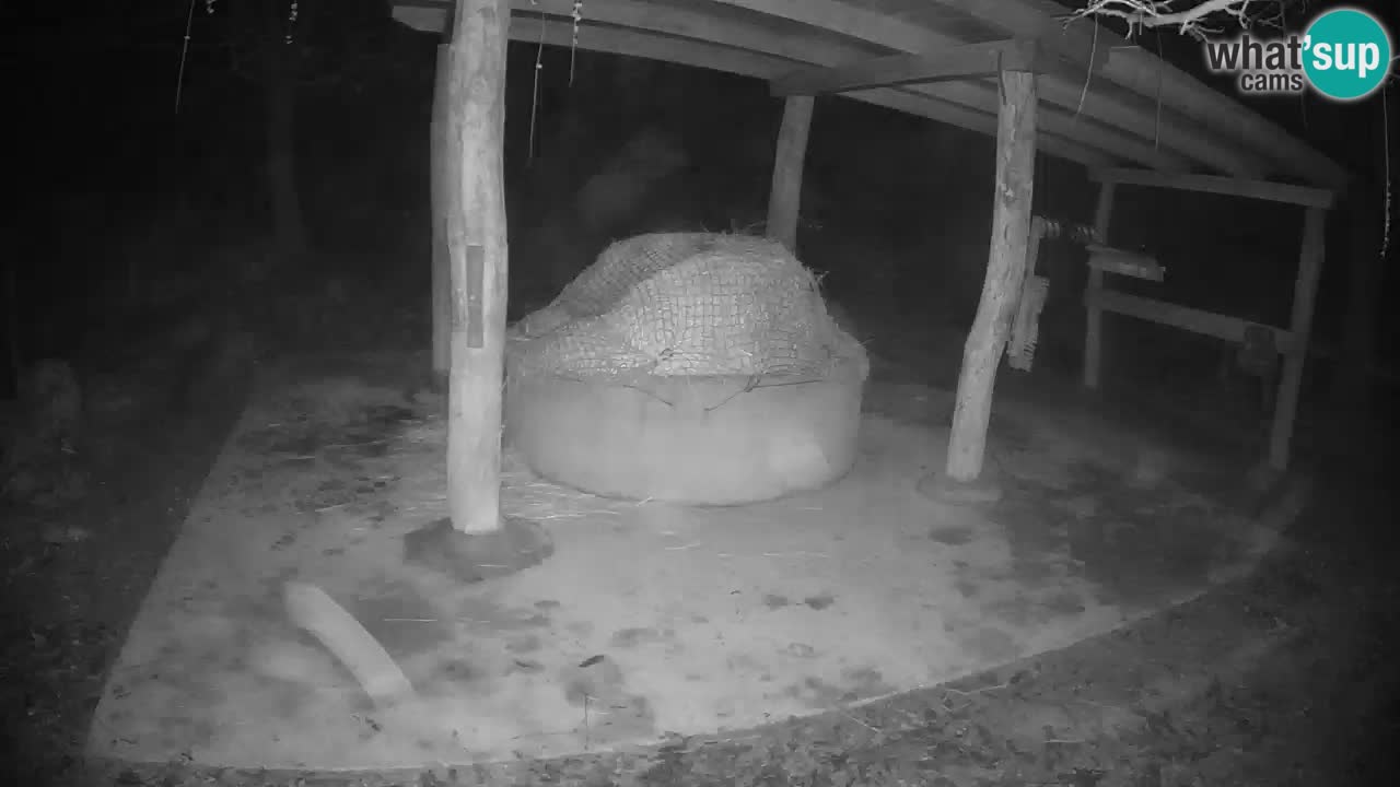 Camera en vivo Cebras in Ljubljana ZOO – Eslovenia