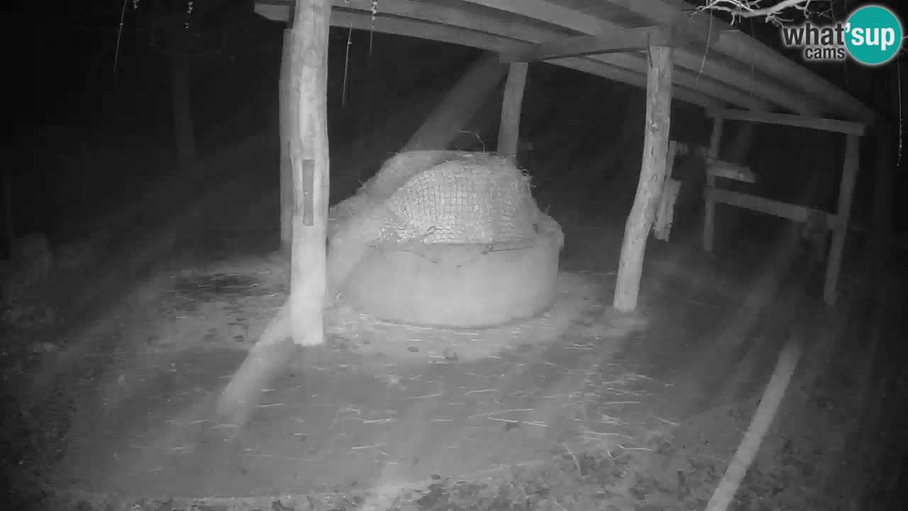 Camera en vivo Cebras in Ljubljana ZOO – Eslovenia