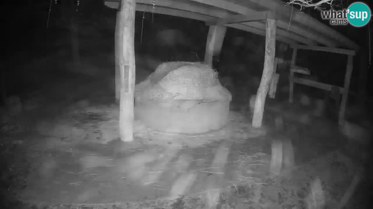 Zebre v živo v živalskem vrtu Ljubljana ZOO spletne kamere