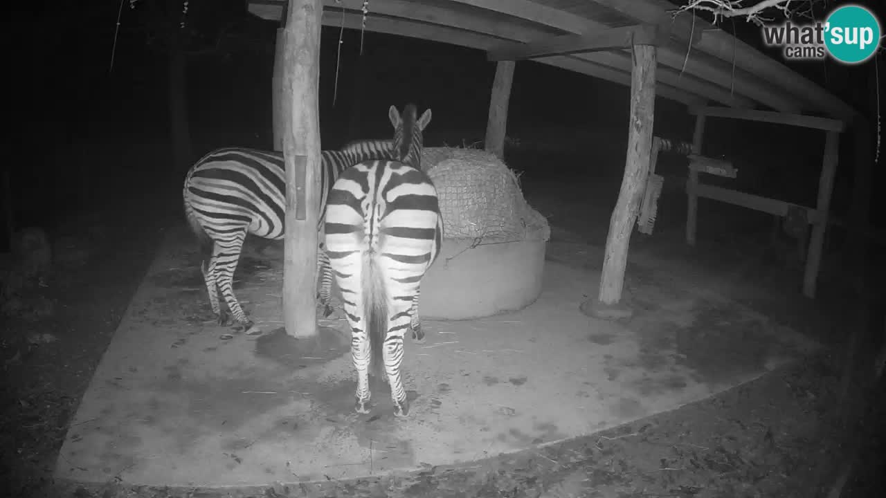 Live webcam Les zèbres in Ljubljana ZOO – Slovénie