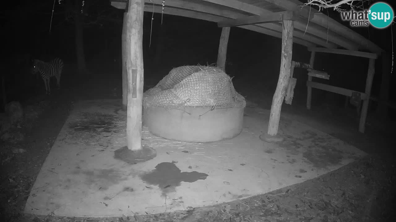 Live webcam Les zèbres in Ljubljana ZOO – Slovénie