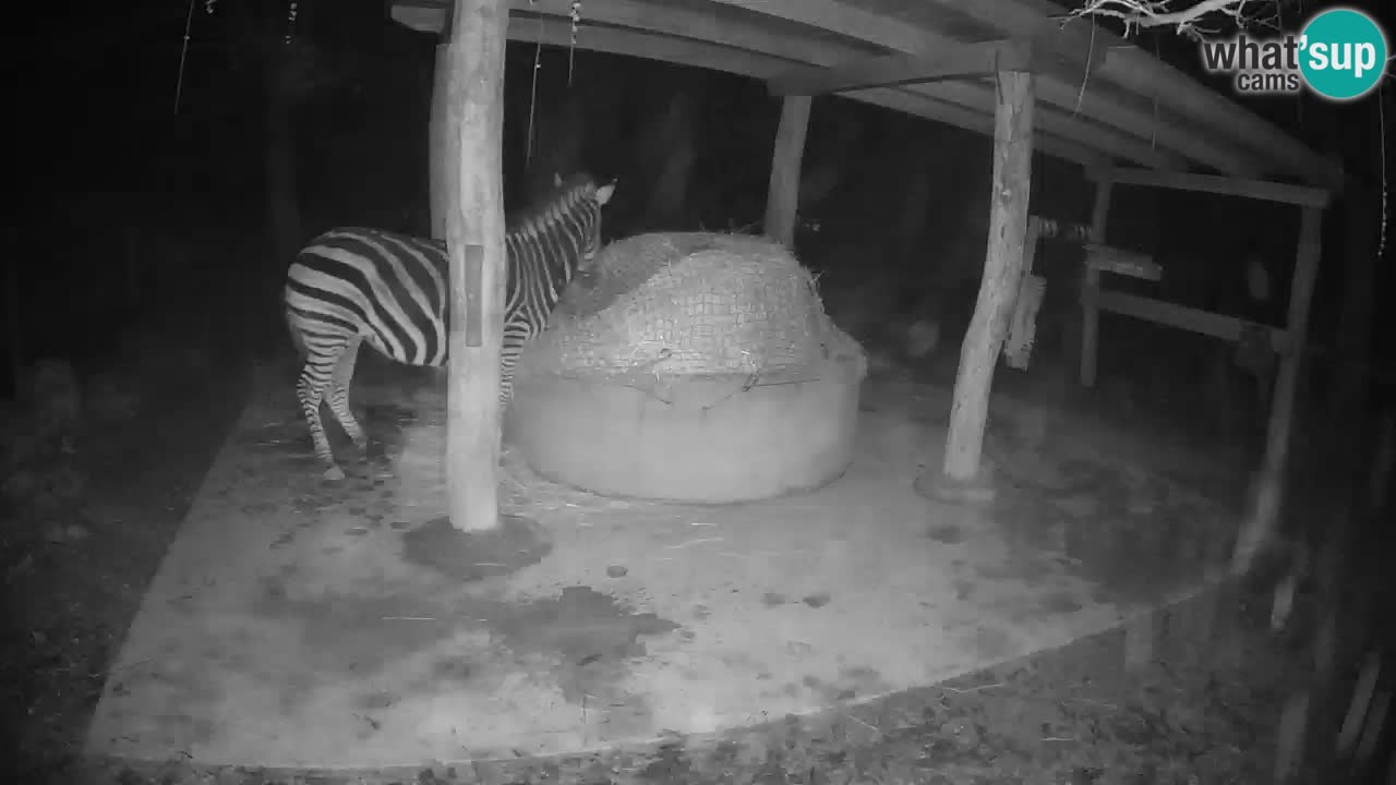 Zebre v živo v živalskem vrtu Ljubljana ZOO spletne kamere