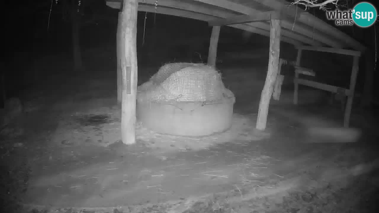 Le Zebre nello ZOO di Ljubljana – Slovenia Live webcam