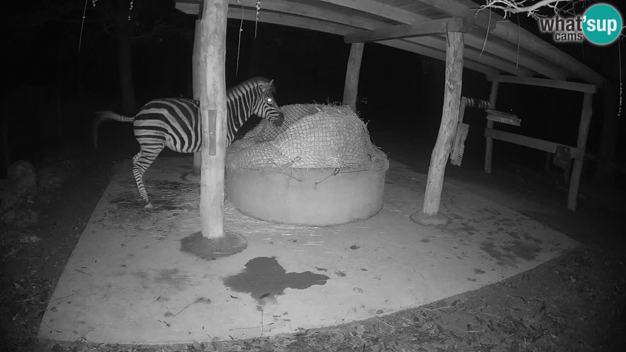 Live webcam Zebras in Ljubljana ZOO – Slovenia