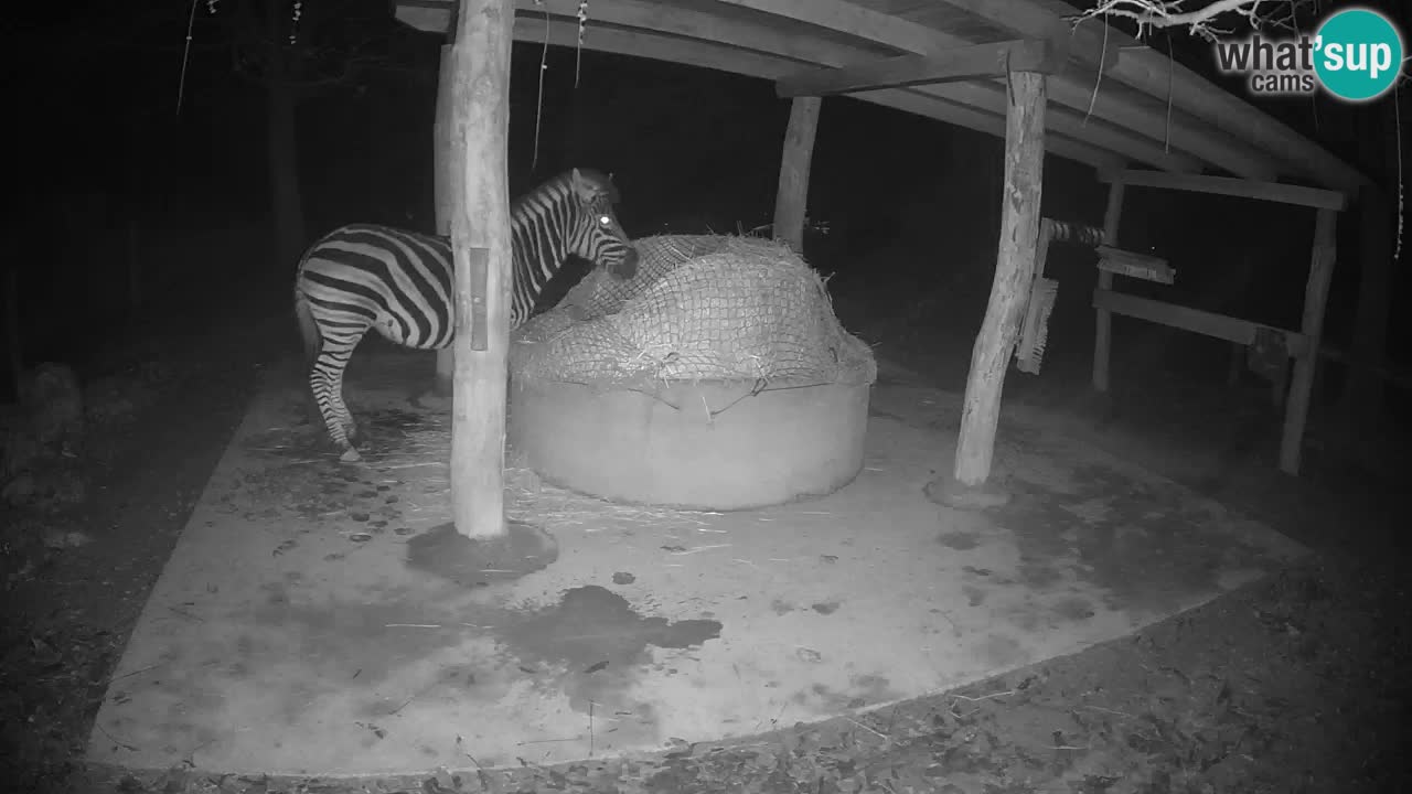 Camera en vivo Cebras in Ljubljana ZOO – Eslovenia