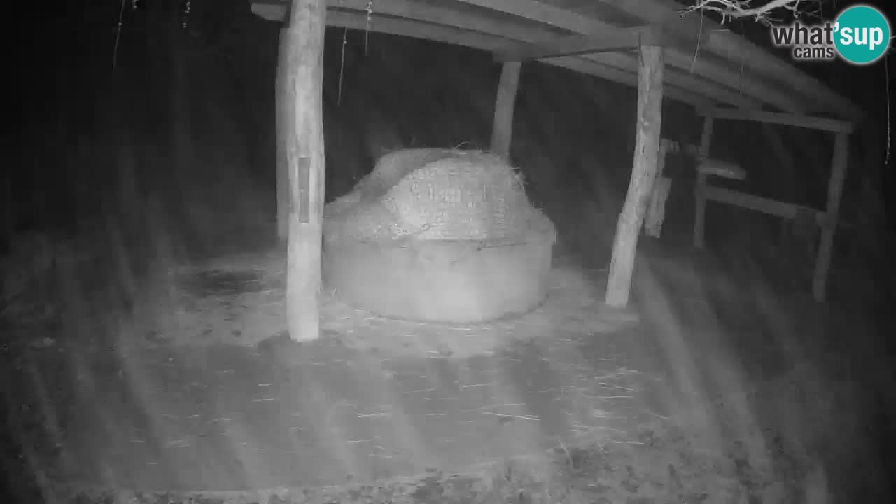 Live webcam Zebras in Ljubljana ZOO – Slovenia