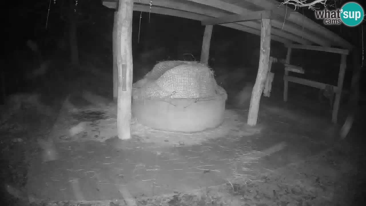 Live webcam Les zèbres in Ljubljana ZOO – Slovénie