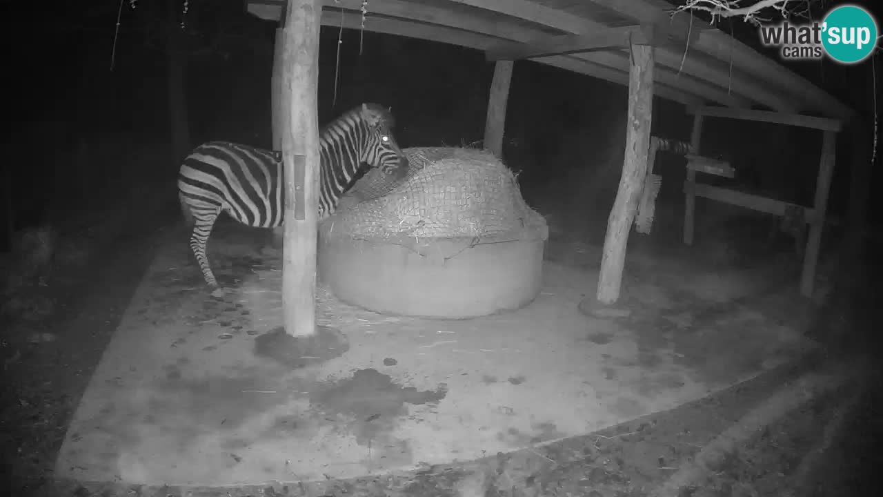 Live Webcam Zebras in Ljubljana ZOO – Slowenien