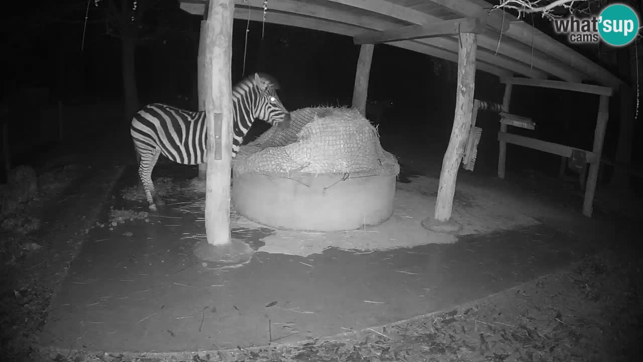 Live webcam Les zèbres in Ljubljana ZOO – Slovénie