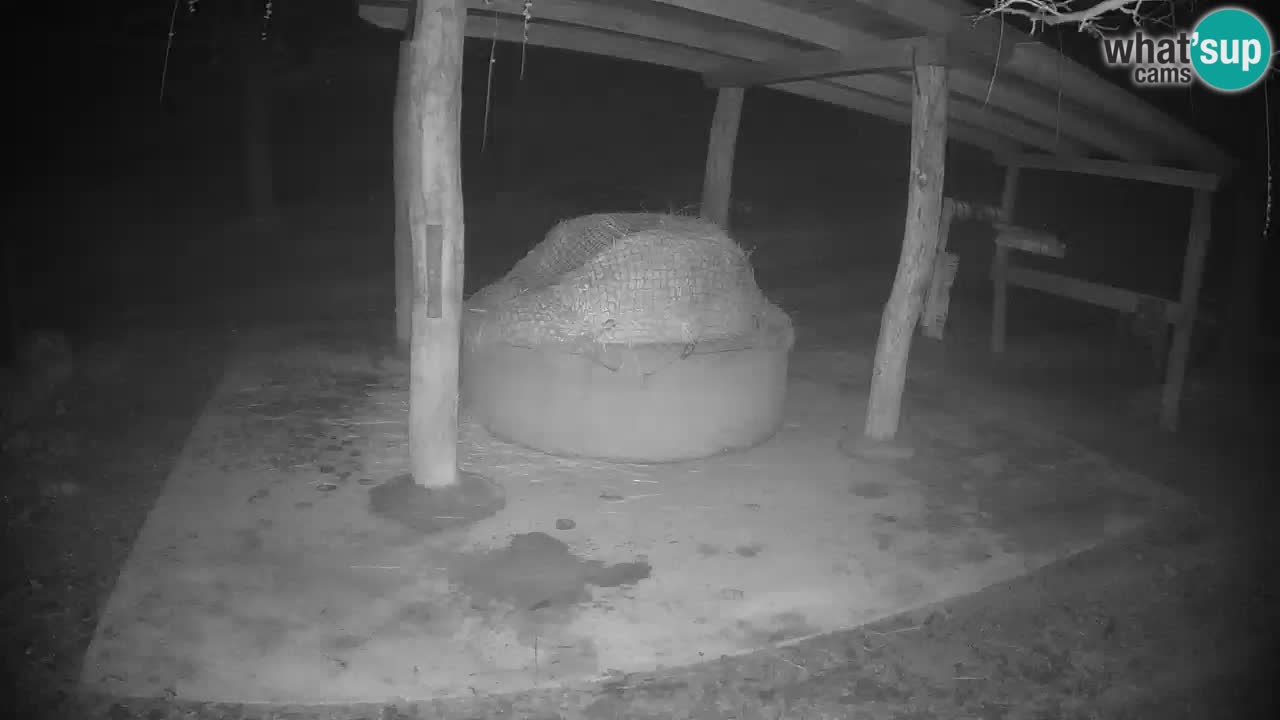 Live Webcam Zebras in Ljubljana ZOO – Slowenien