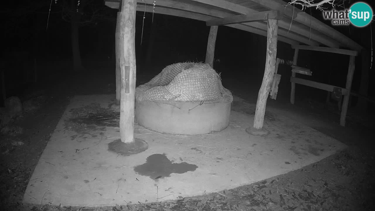 Zebre v živo v živalskem vrtu Ljubljana ZOO spletne kamere