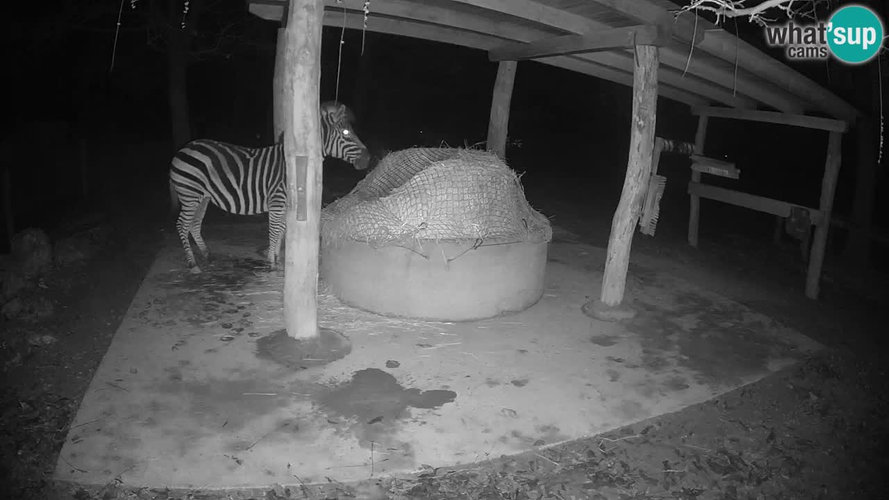 Web kamera uživo Zebras u ZOO Ljubljana – Slovenija