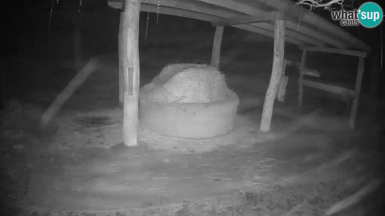 Le Zebre nello ZOO di Ljubljana – Slovenia Live webcam