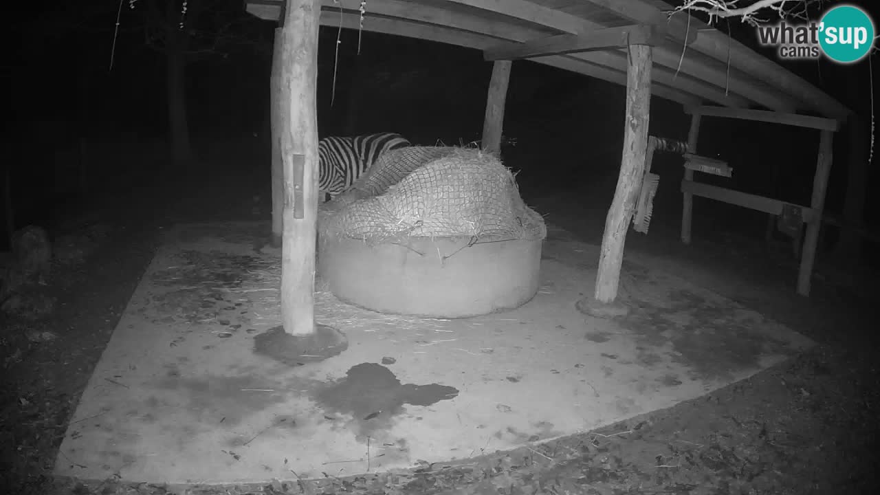 Live Webcam Zebras in Ljubljana ZOO – Slowenien