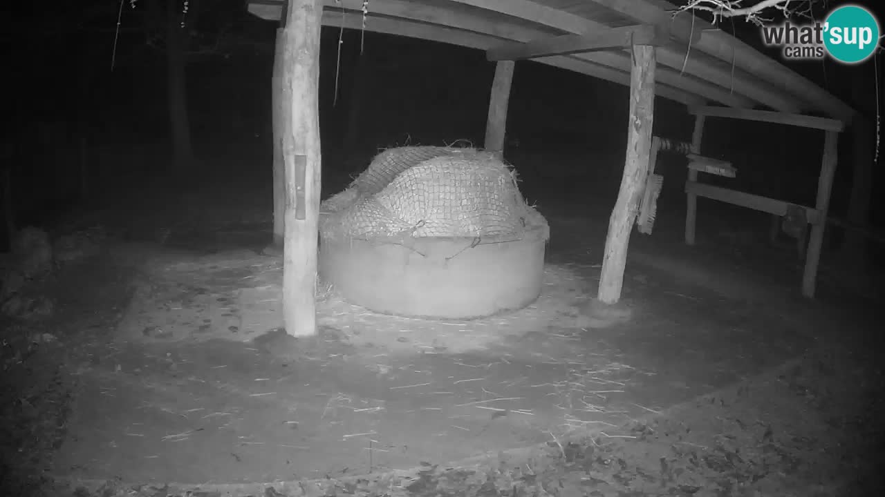 Live webcam Zebras in Ljubljana ZOO – Slovenia