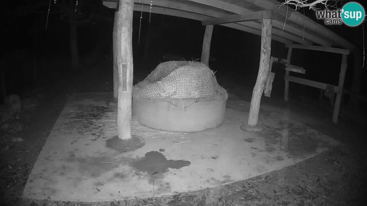 Live Webcam Zebras in Ljubljana ZOO – Slowenien