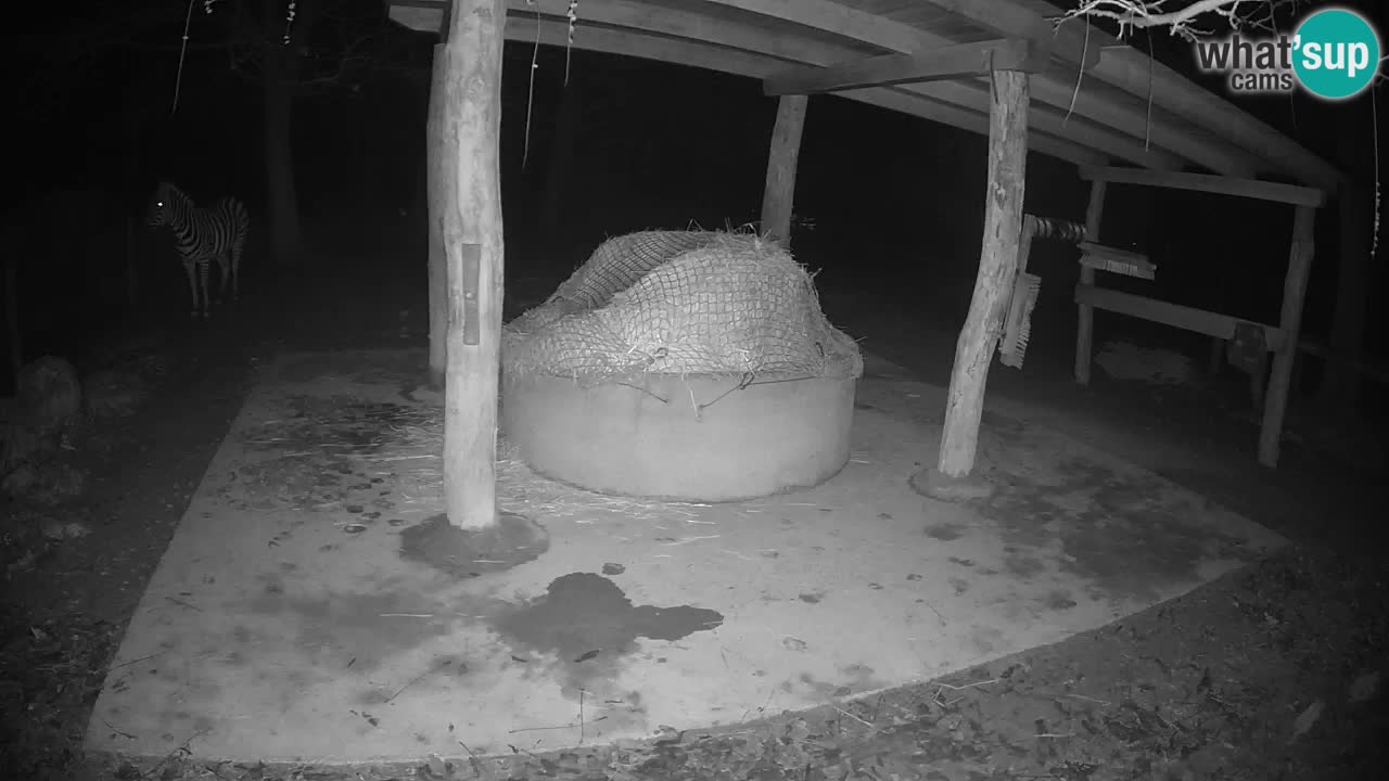 Zebre v živo v živalskem vrtu Ljubljana ZOO spletne kamere