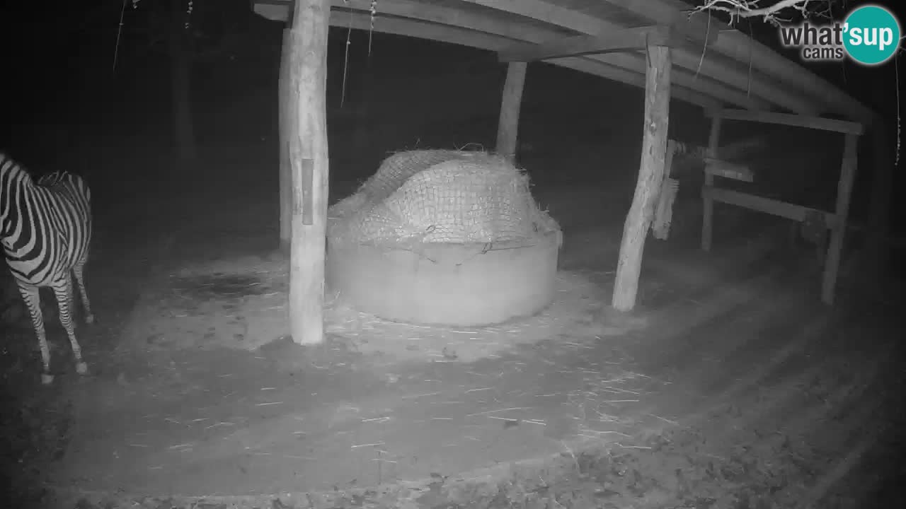 Zebre v živo v živalskem vrtu Ljubljana ZOO spletne kamere