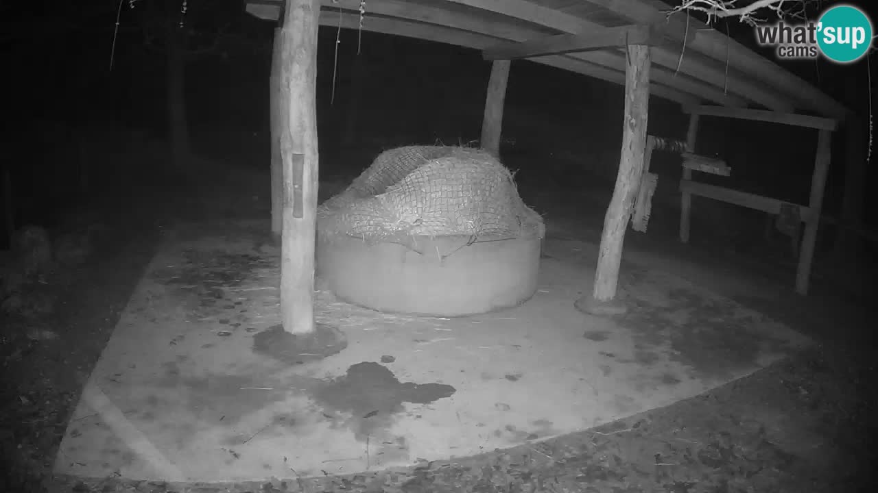 Zebre v živo v živalskem vrtu Ljubljana ZOO spletne kamere