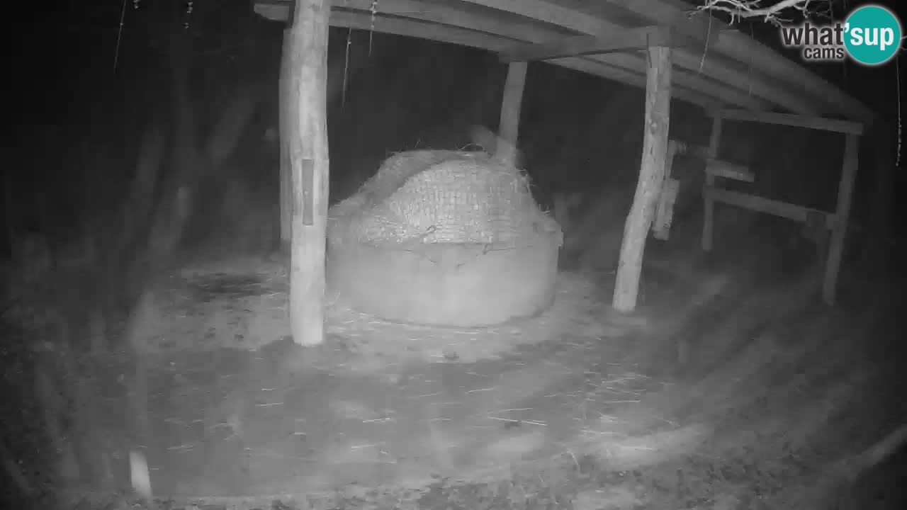 Zebre v živo v živalskem vrtu Ljubljana ZOO spletne kamere