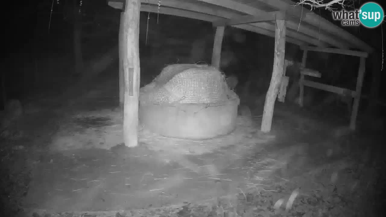 Camera en vivo Cebras in Ljubljana ZOO – Eslovenia