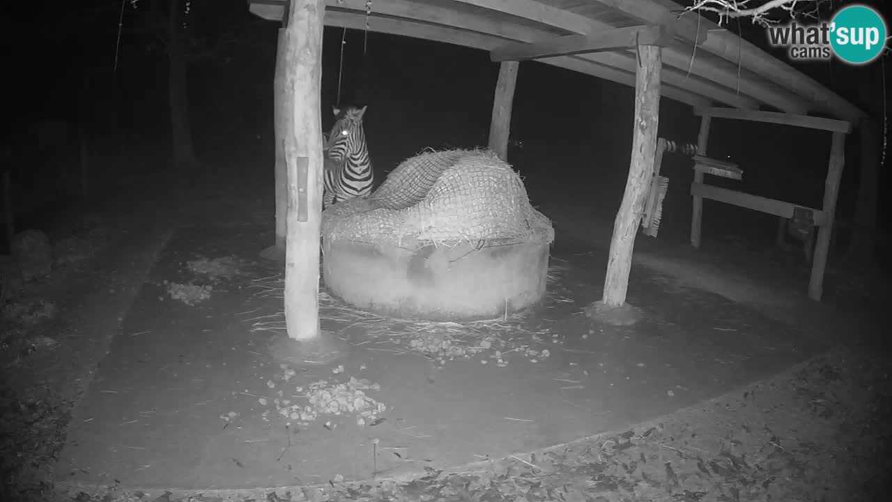 Web kamera uživo Zebras u ZOO Ljubljana – Slovenija