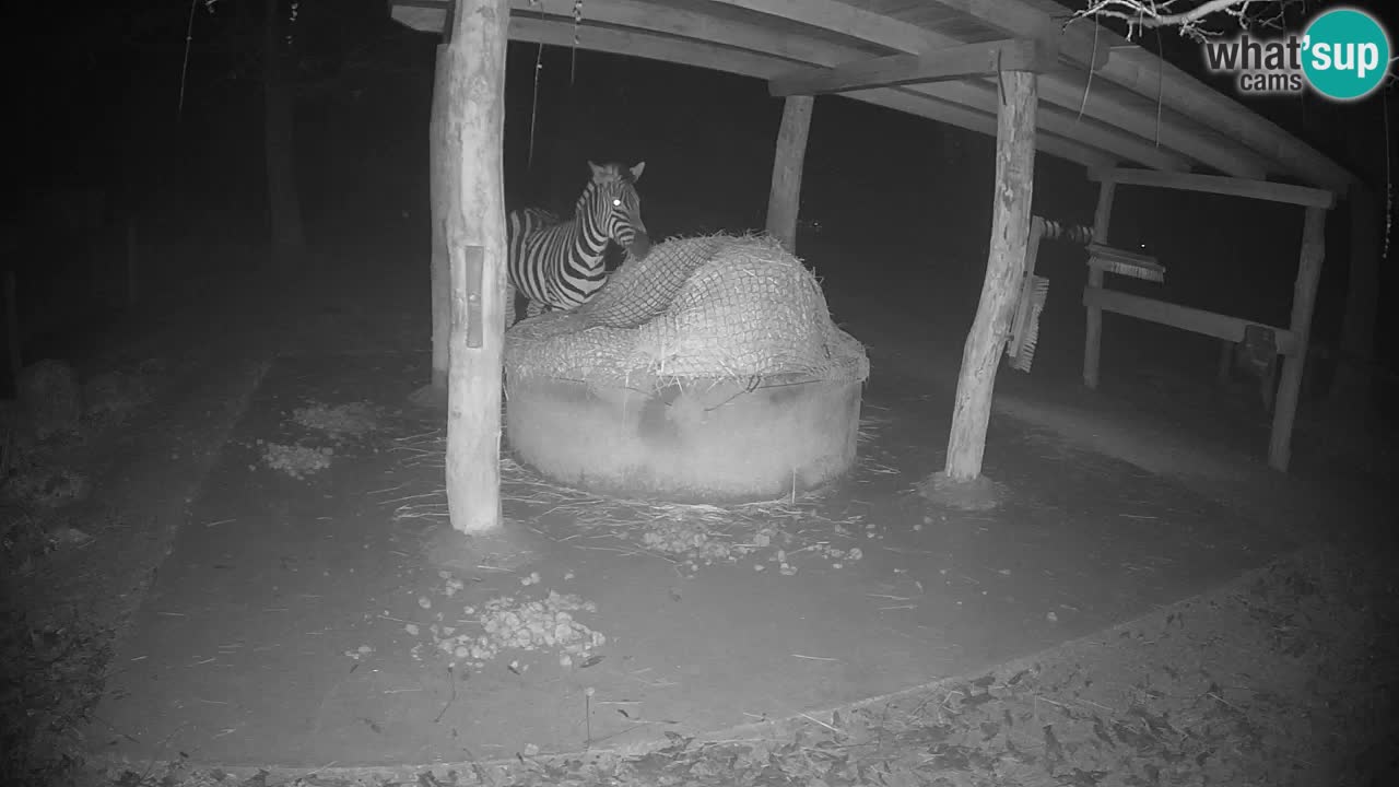 Live webcam Zebras in Ljubljana ZOO – Slovenia