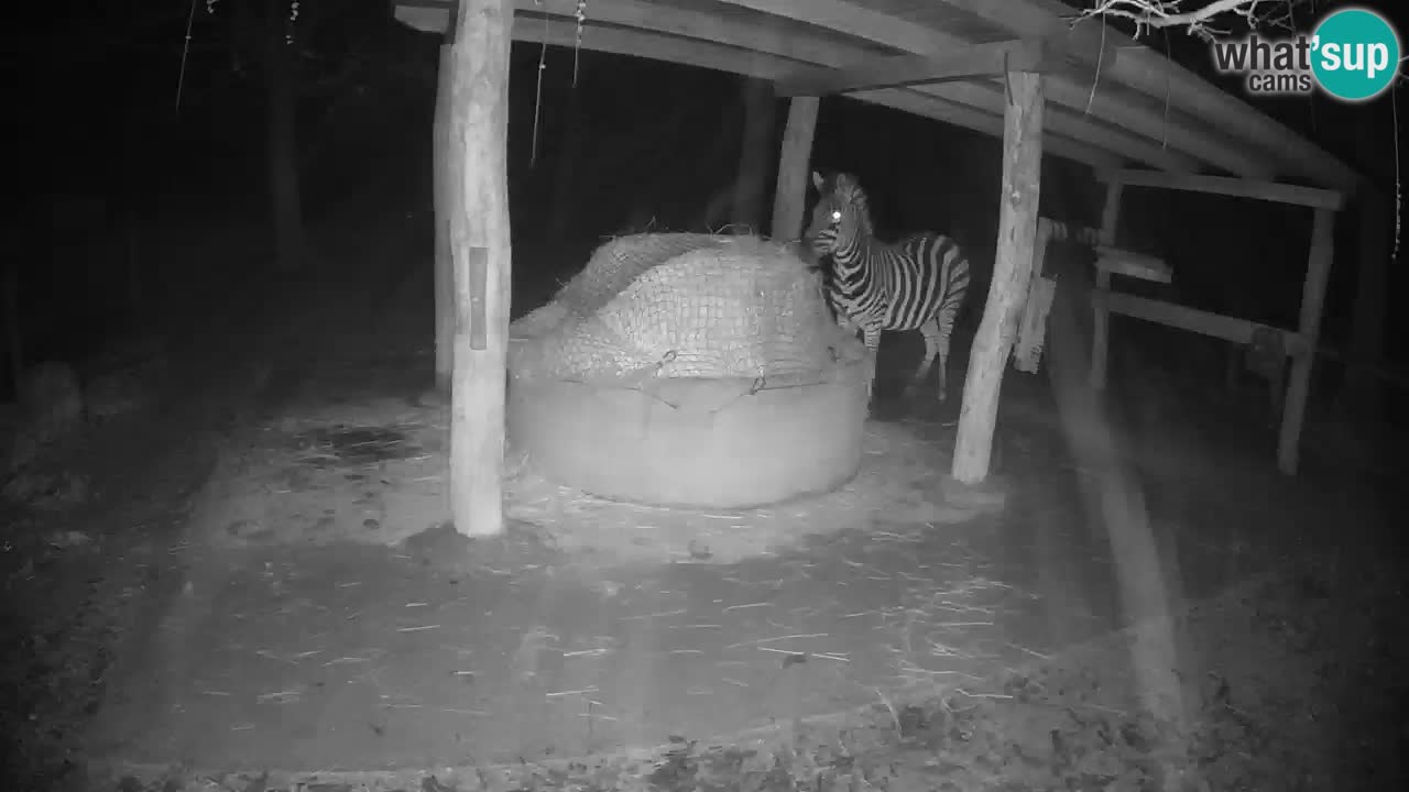 Web kamera uživo Zebras u ZOO Ljubljana – Slovenija