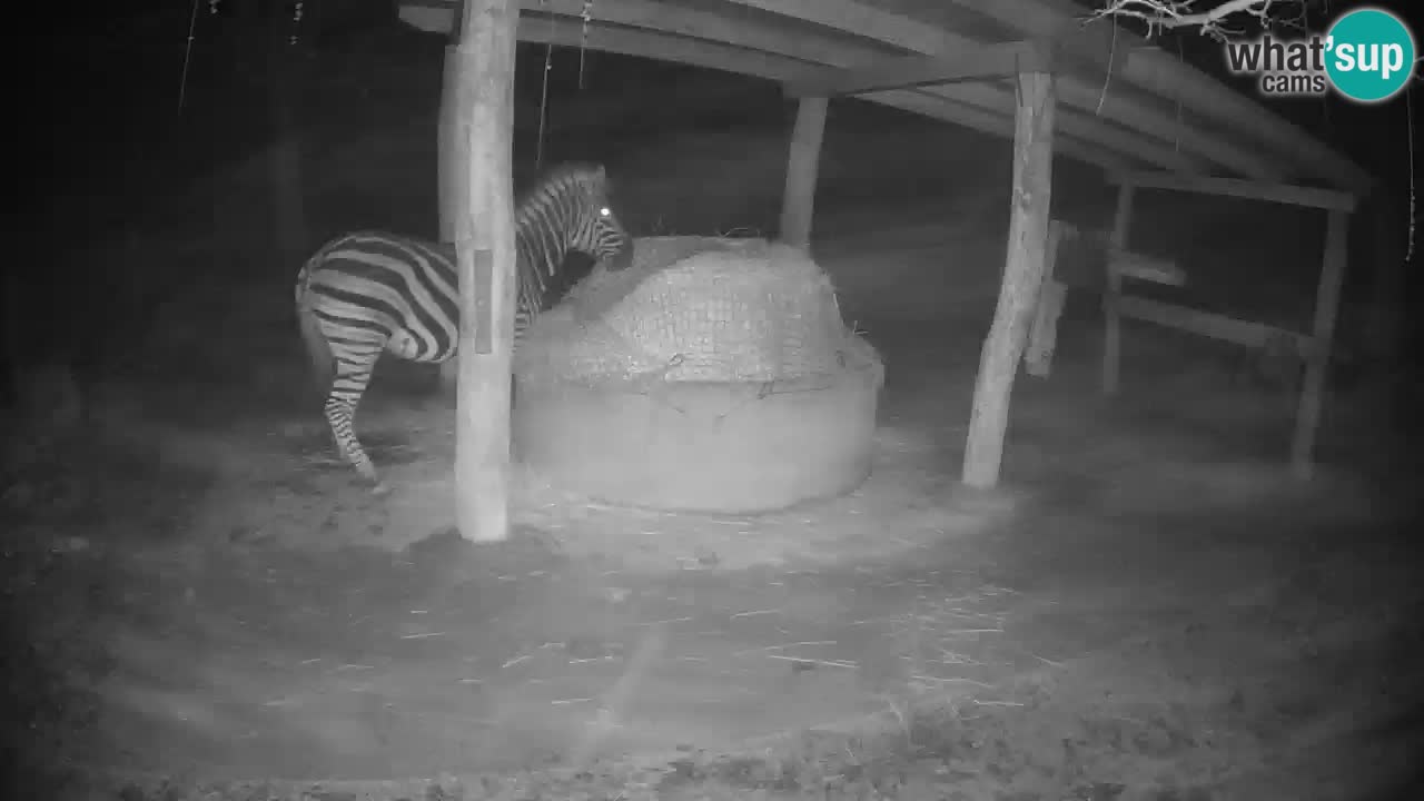 Camera en vivo Cebras in Ljubljana ZOO – Eslovenia