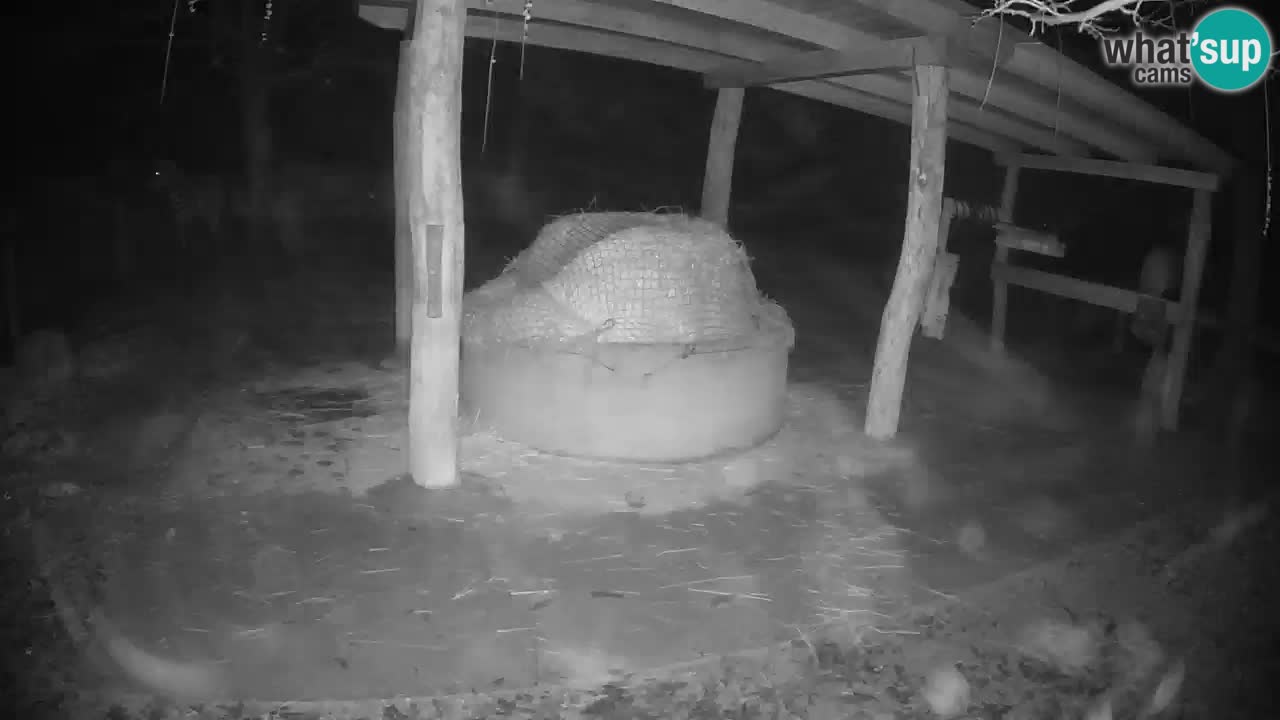 Camera en vivo Cebras in Ljubljana ZOO – Eslovenia