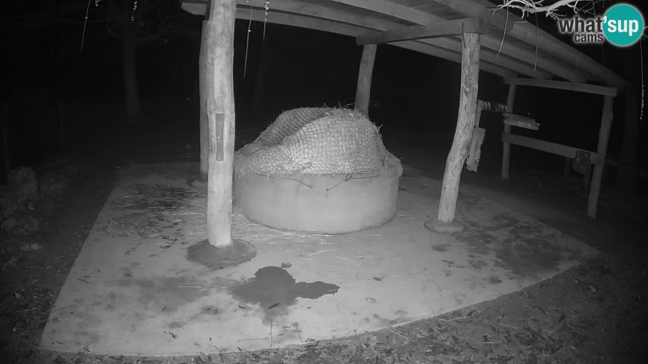 Zebre v živo v živalskem vrtu Ljubljana ZOO spletne kamere