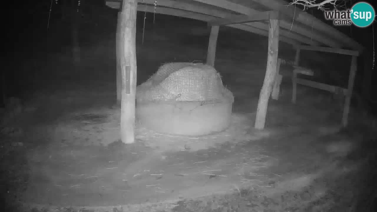 Live Webcam Zebras in Ljubljana ZOO – Slowenien